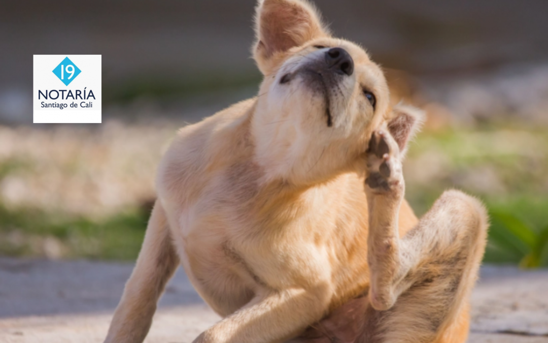 Riesgos de las garrapatas en las mascotas y cómo evitarlas