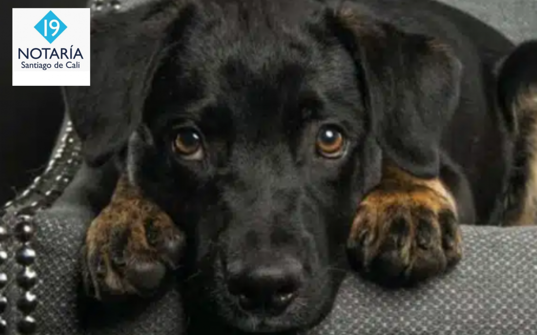 Jornada de adopción animal en Cali, ¿cuándo y dónde se realizará?