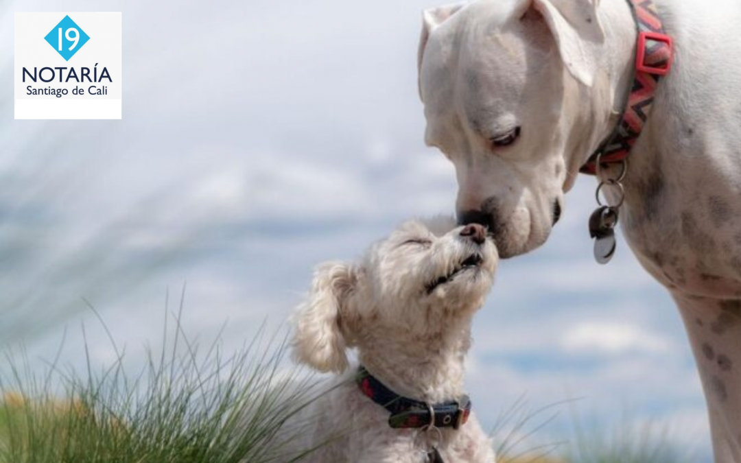 Jornada de adopción animal este fin de semana; conozca dónde se realizará