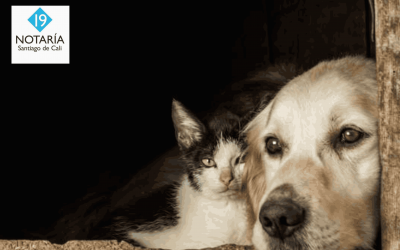 ✨ Este diciembre, celebremos sin pólvora ✨