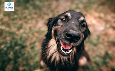 Cali abre jornada de adopción para que decenas de perros encuentren un nuevo hogar