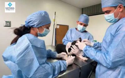 Jornada de esterilización animal en Cali: conozca los detalles