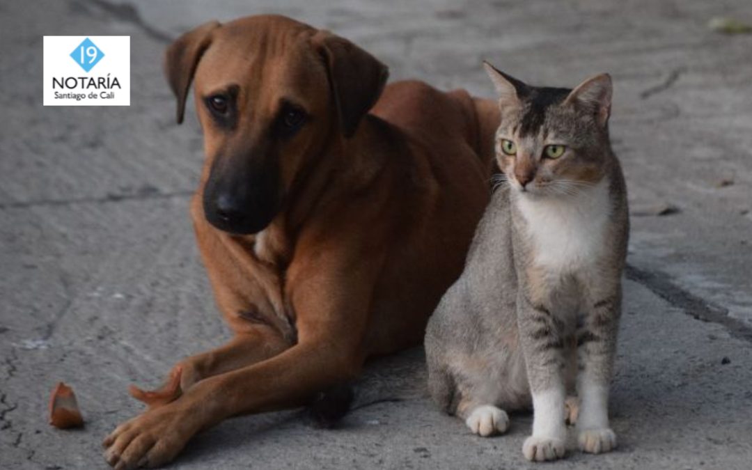 Gran jornada de adopción animal en Cali este fin de semana