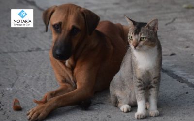 Gran jornada de adopción animal en Cali este fin de semana