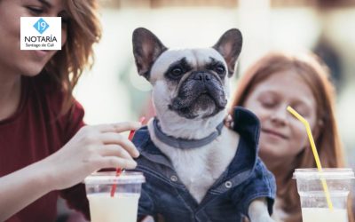 La Notaría 19 de Cali: un espacio amigable con las mascotas