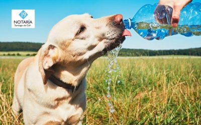 Fenómeno de El Niño: así puede proteger a sus mascotas del calor extremo