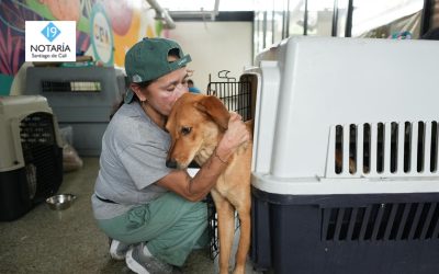 Animales de compañía perdidos tras la emergencia: ¿cómo ayudarlos a volver a casa?