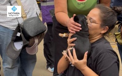 Continúa la búsqueda de mascotas tras el sismo: animales buscan su hogar