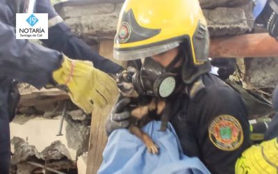 Animales afectados por terremoto: conozca la ruta de atención y los centros de rescate en el Valle