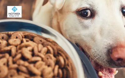 ¿Cuál es la mejor hora para darle de comer a un perro y cuánto debe comer, según su edad?
