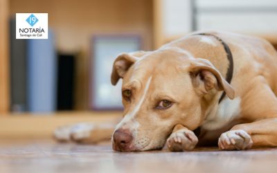 Colombia endurece las sanciones contra el abuso de animales