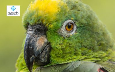 Pajareando por Cali, iniciativa para conocer la biodiversidad de la ciudad