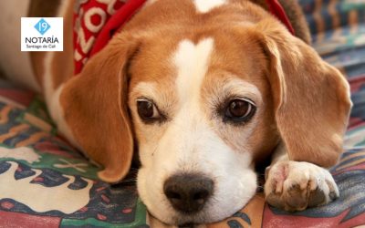 Jornadas de esterilización animal en Cali: conozca horarios y ubicaciones