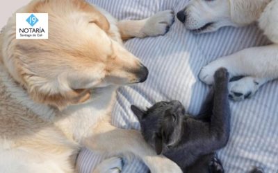 Esterilización gratis para mascotas llega a varios sectores de Cali